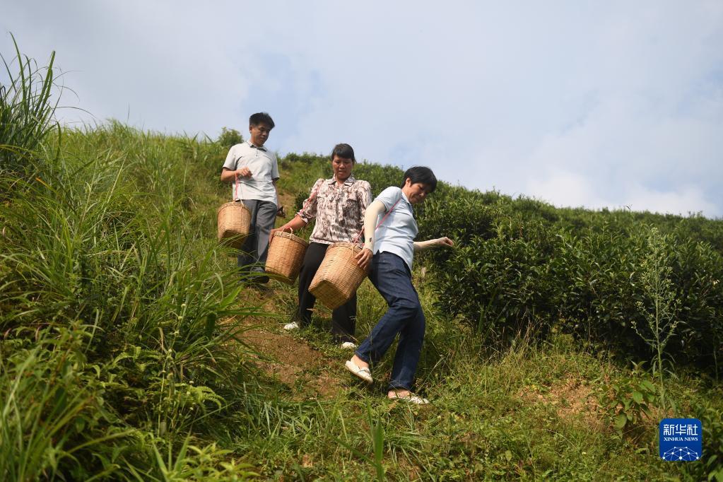 在廣西蒼梧縣六堡鎮(zhèn)山坪村，祝雪蘭（前）和村民采茶后走下茶山（2022年9月22日攝）。新華社記者 陸波岸 攝